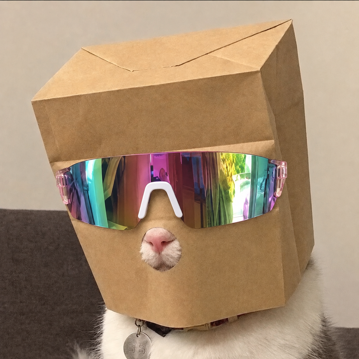 The original sighting: MOGONYMOS CAT sitting on a sofa in his paper disguise